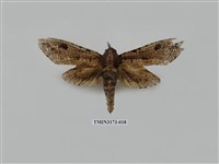 藏品(梟斑蠹蛾)的圖片